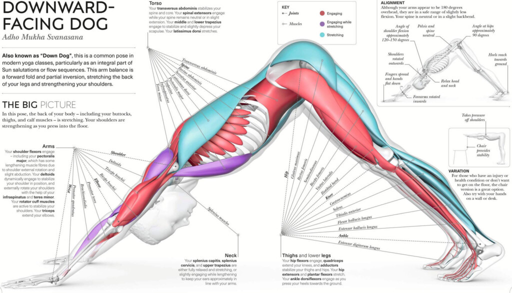 downward-dog-benefits-adho-mukhmma