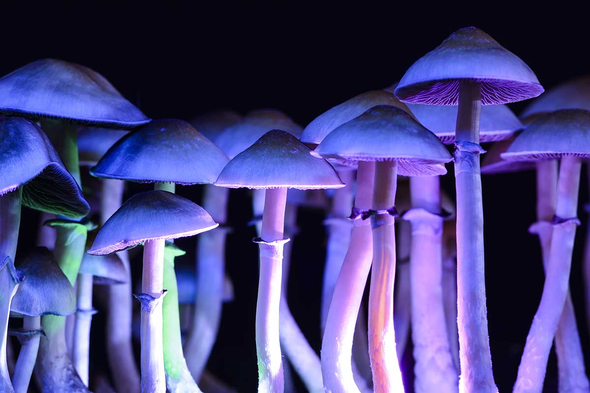 Just One Dose Of Psilocybin Helps To Reduce Depression Symptoms F2