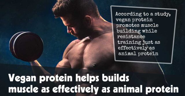 Vegan Protein Helps Builds Muscle As Effectively As Animal Protein